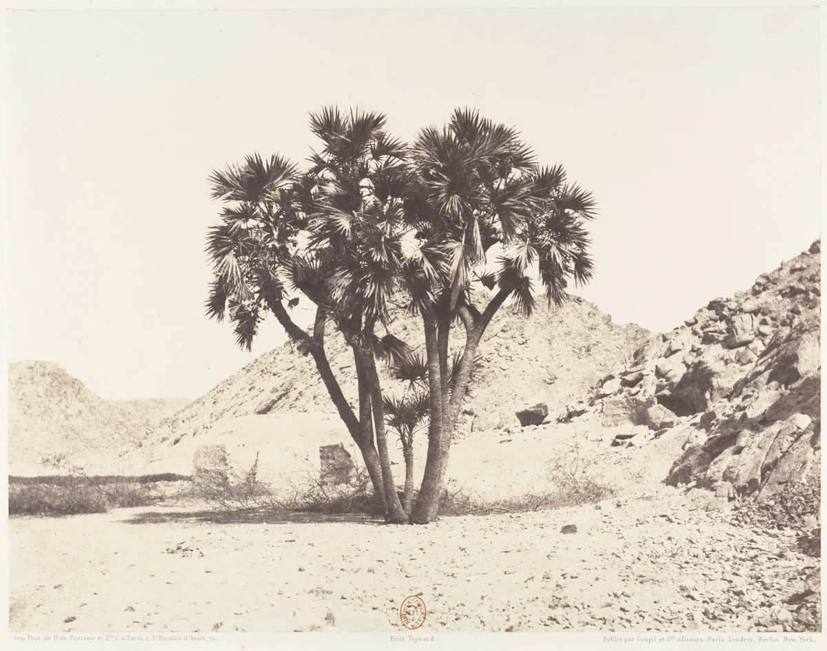 Environs de Fîleh, Palmier Doum sur la Rive Orientale du Nil by Félix Teynard, photograph, 1851-1852