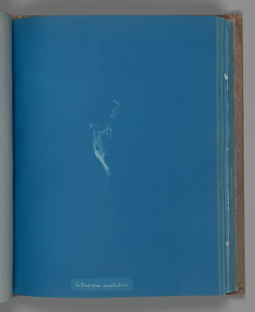 Ectocarpus amphibius by Anna Atkins, photograph, 1851-1855