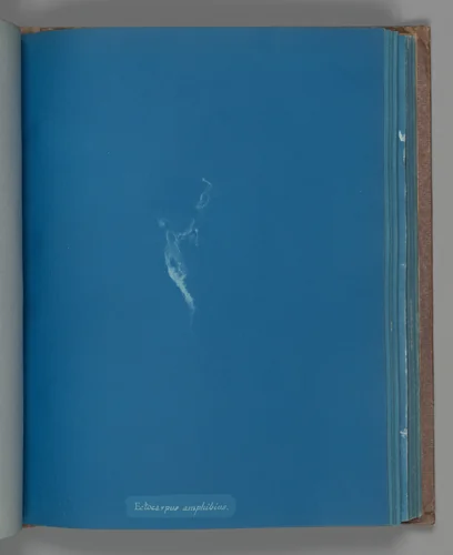 Ectocarpus amphibius by Anna Atkins, photograph, 1851-1855