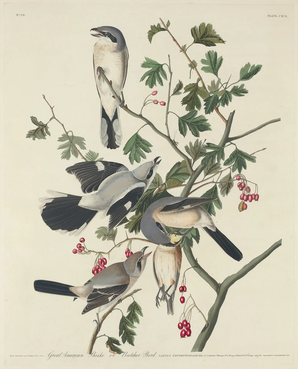 Great American Shrike or Butcher Bird by Robert Havell, Jr.; John James Audubon, print, 1834