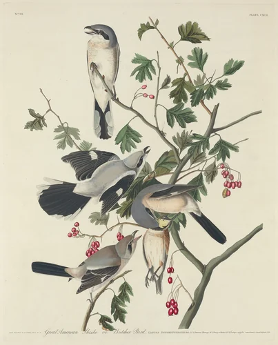 Great American Shrike or Butcher Bird by Robert Havell, Jr.; John James Audubon, print, 1834