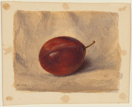 Plum by John Henry Hill, drawing, 1903