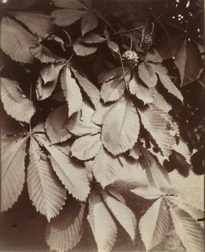 Marronniers by Eugène Atget, photograph, 1922