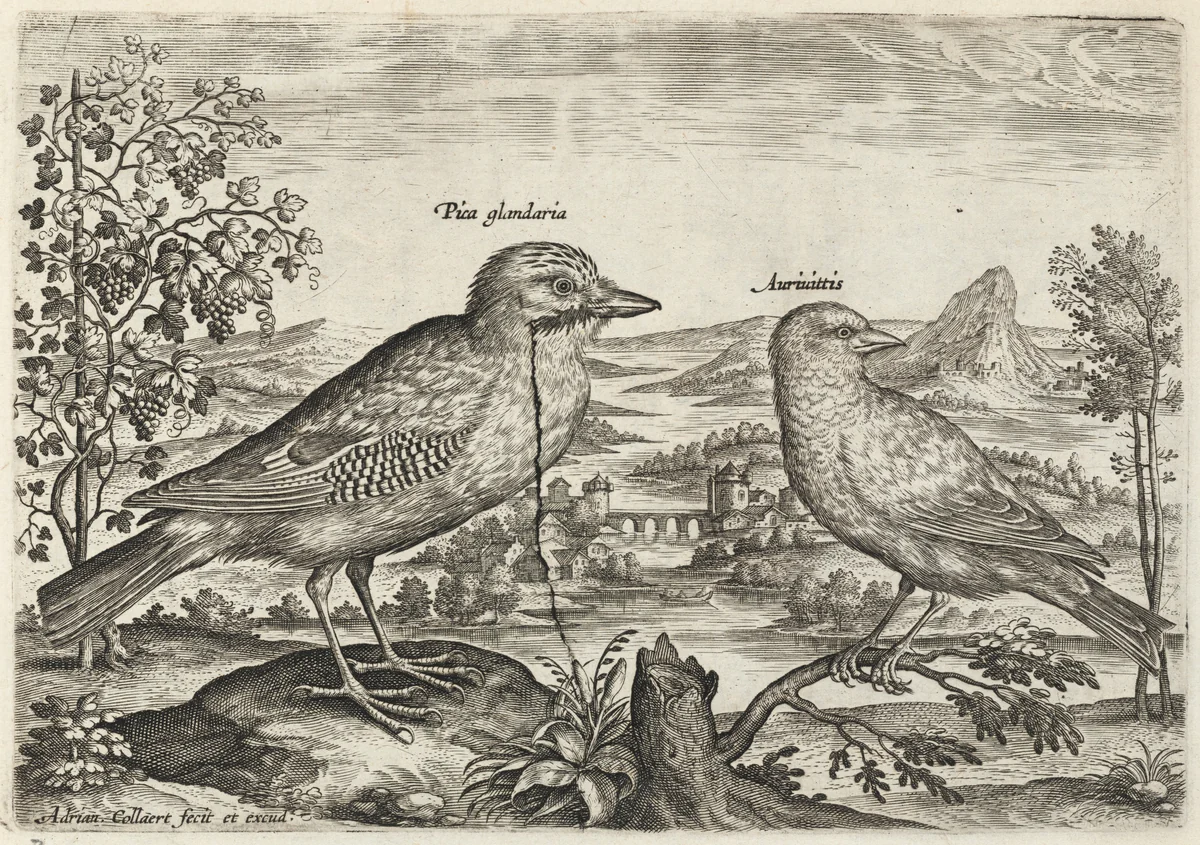 Jay and Finch by Adriaen Collaert, print, 1595-1605