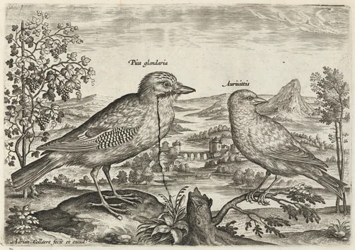 Jay and Finch by Adriaen Collaert, print, 1595-1605