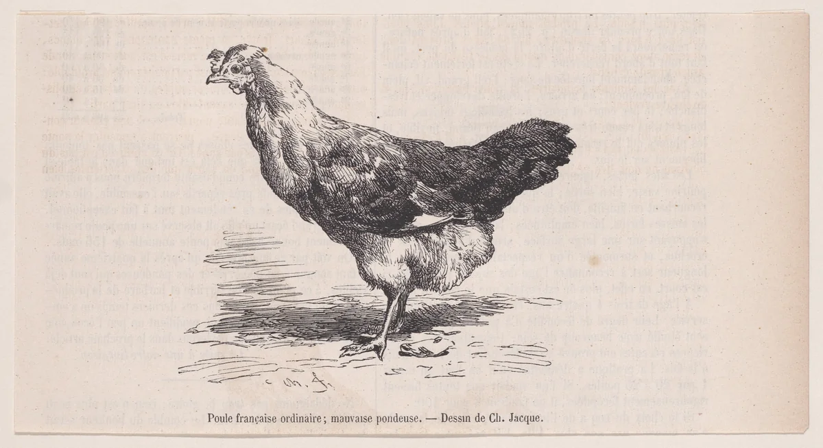Poule française ordinaire; mauvaise pondeuse, from "Le Magasin Pittoresque" by Charles Jacque, print, 1848-1864