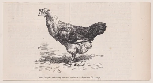 Poule française ordinaire; mauvaise pondeuse, from "Le Magasin Pittoresque" by Charles Jacque, print, 1848-1864