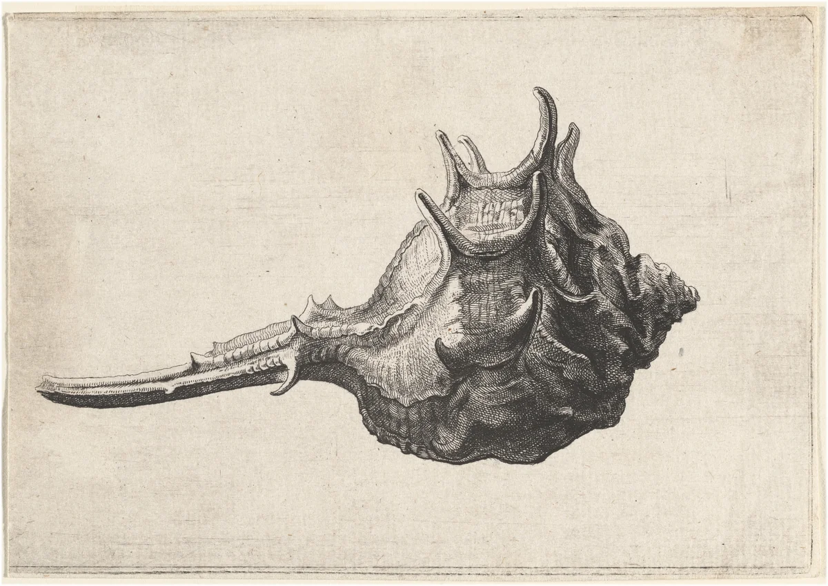 Shell (Murex brandaris) by Wenceslaus Hollar, print, 1645