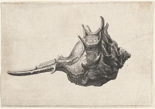 Shell (Murex brandaris) by Wenceslaus Hollar, print, 1645