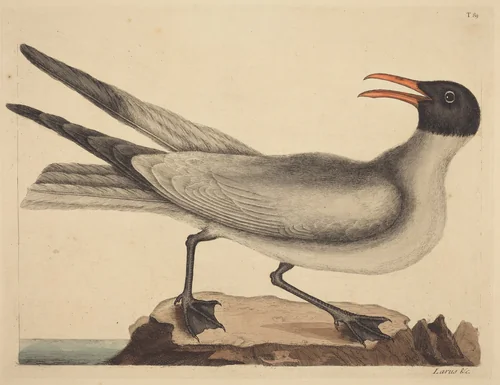 The Laughing Gull (Larus articilla) by Mark Catesby, print, 1731-1743
