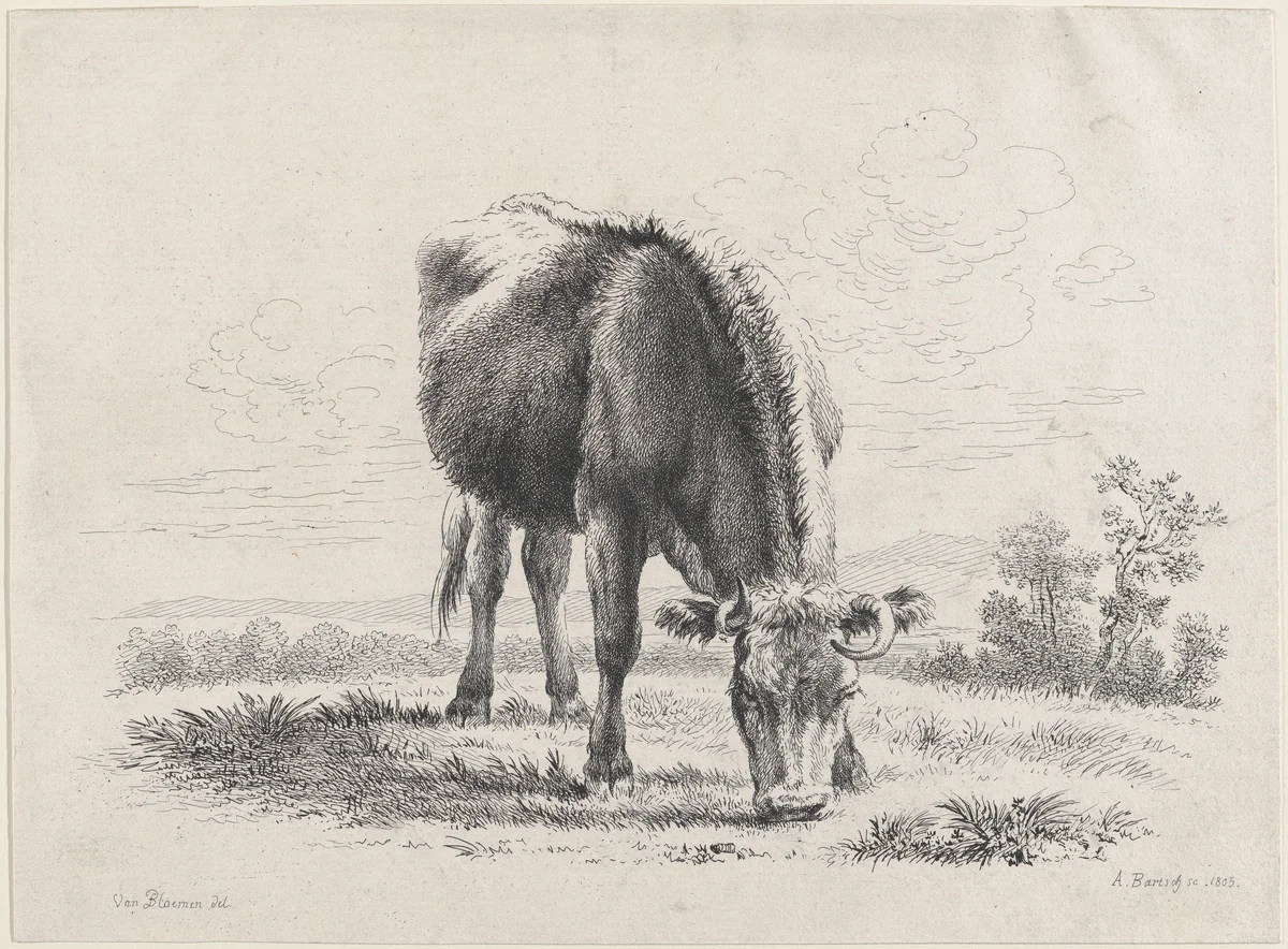 Cow grazing by Adam von Bartsch, print, 1805