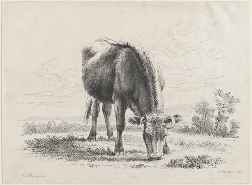 Cow grazing by Adam von Bartsch, print, 1805
