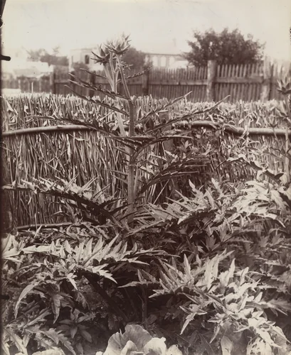 Artichauts by Eugène Atget, photograph, 1900
