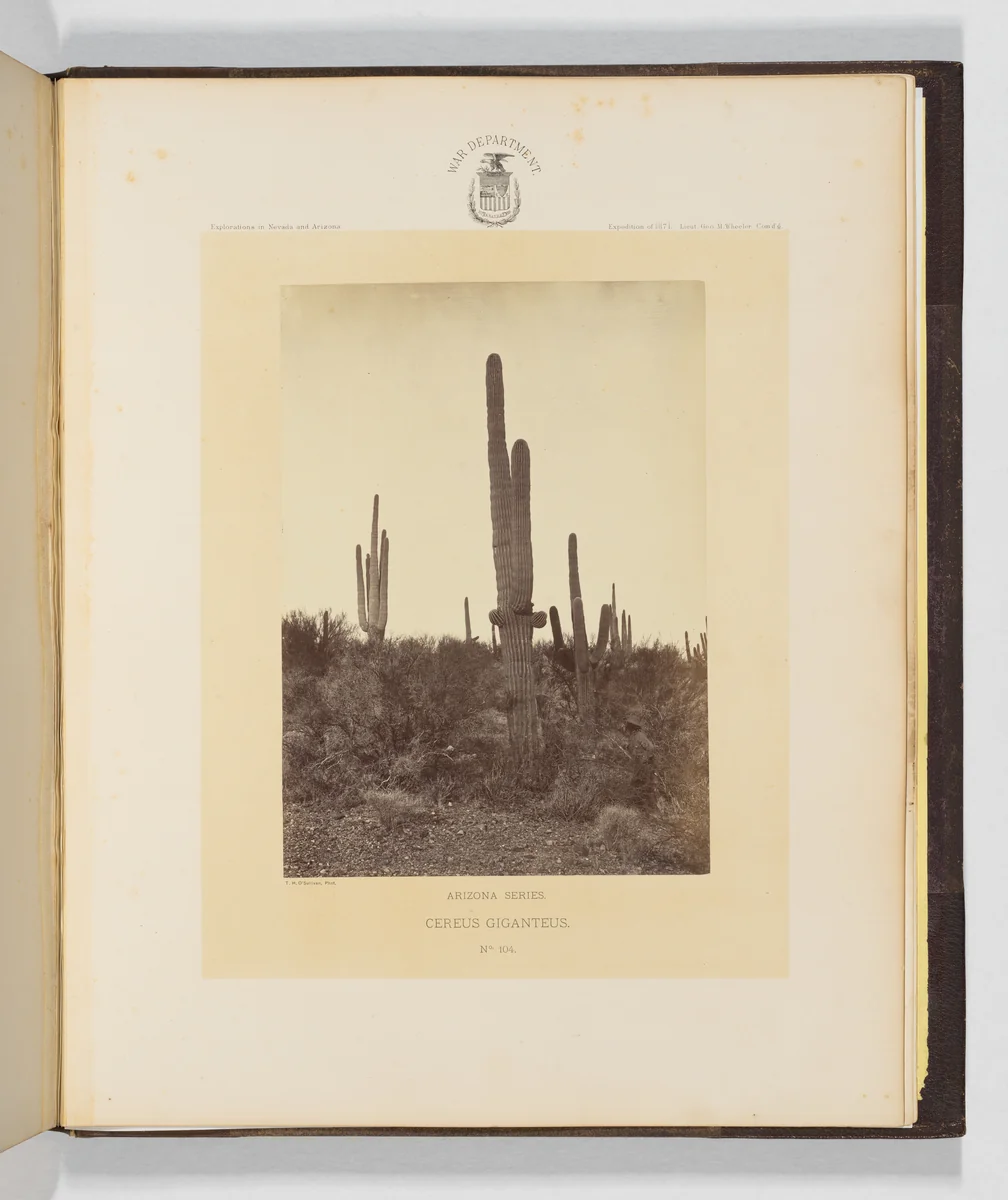 Cereus Giganteus by Timothy O'Sullivan, photograph, 1871