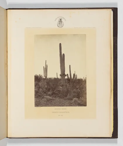 Cereus Giganteus by Timothy O'Sullivan, photograph, 1871