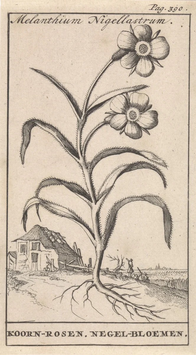 Korenroos (Bolderik) by Caspar Luyken, print, 1698