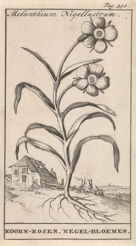 Korenroos (Bolderik) by Caspar Luyken, print, 1698