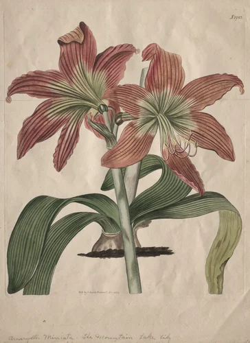 The Botanical Magazine or Flower Garden Displayed: The Mountain Lake Lily by S. Curtis, print, 1827