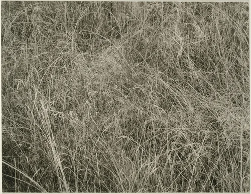 Grass by Alfred Stieglitz, photograph, 1933