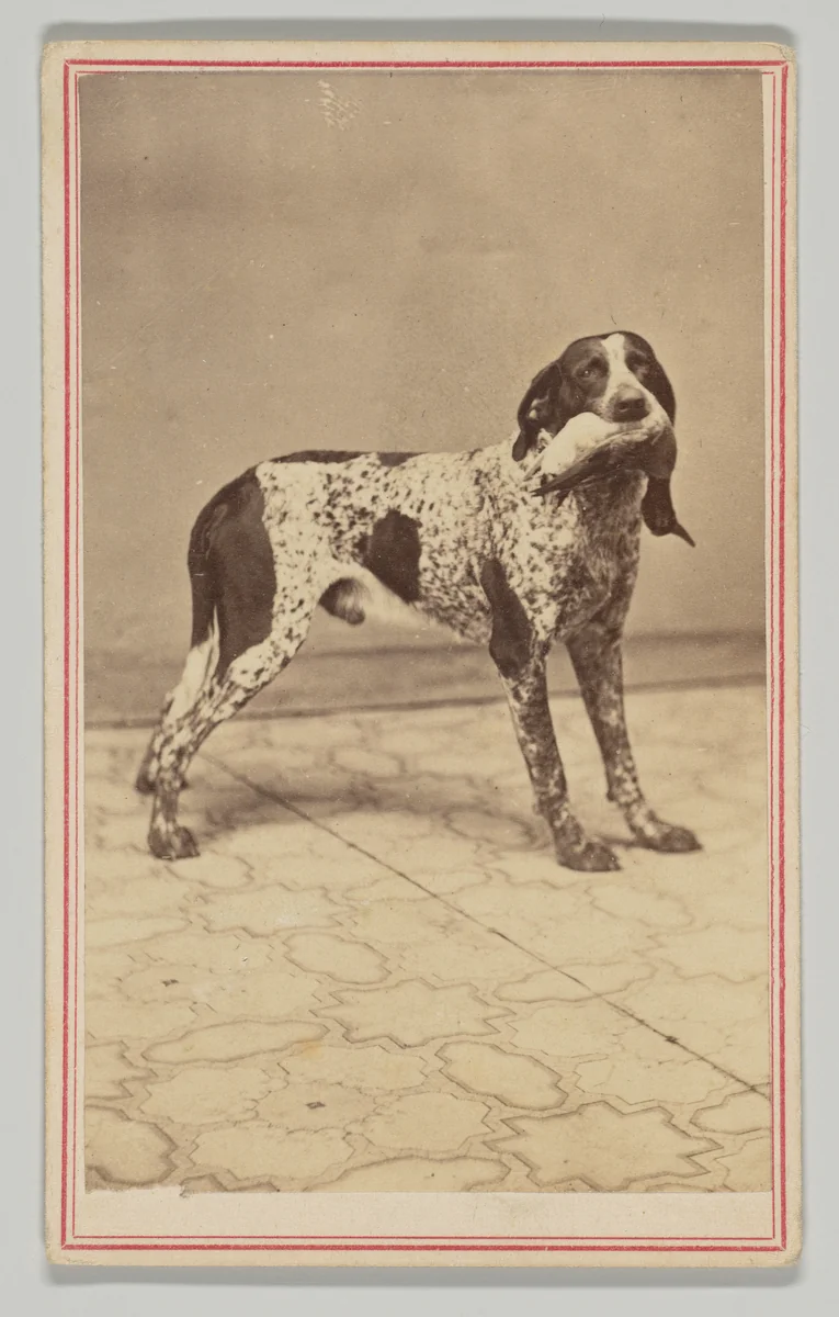 [Dog with Duck in Mouth] by Samuel Root, photograph, 1860-1869