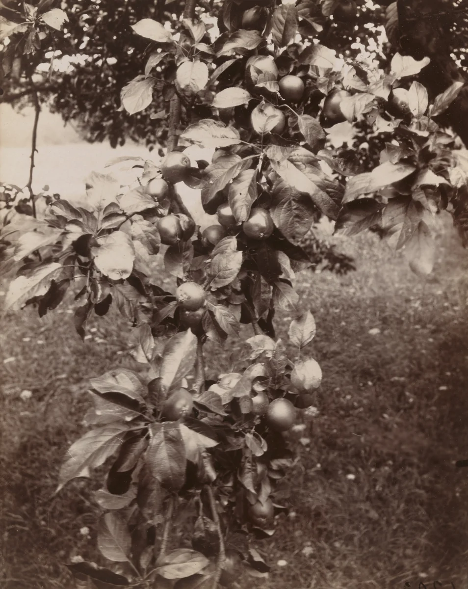 Pommier by Eugène Atget, photograph, 1922