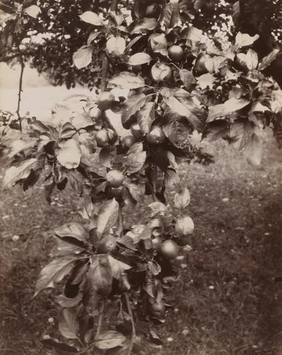 Pommier by Eugène Atget, photograph, 1922