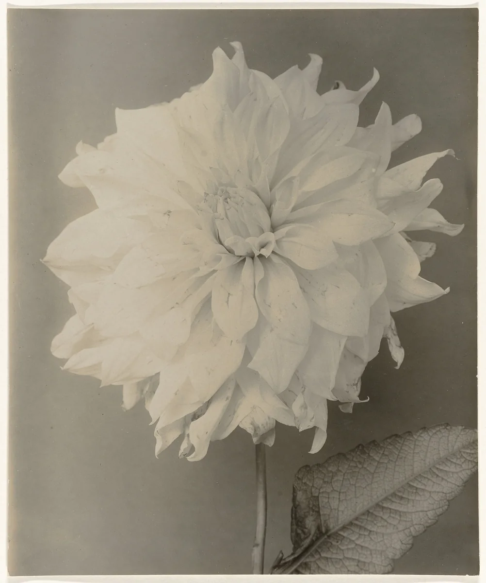 Bloeiende dahlia tegen egale achtergrond by Richard Tepe, photograph, 1900-1940