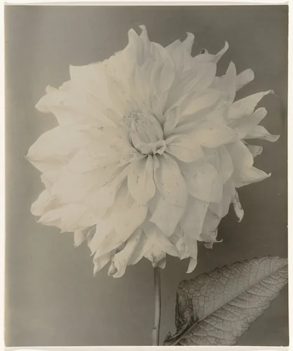 Bloeiende dahlia tegen egale achtergrond by Richard Tepe, photograph, 1900-1940