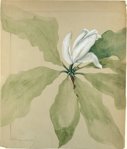 Study of Magnolia Blossom by Tiffany & Co., artwork, 1888-1894
