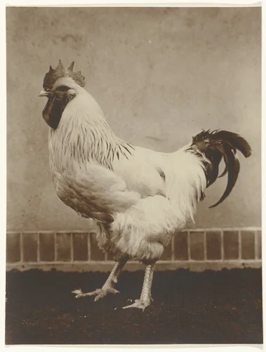 Dierstudie van een haan by Richard Tepe, photograph, 1900-1930