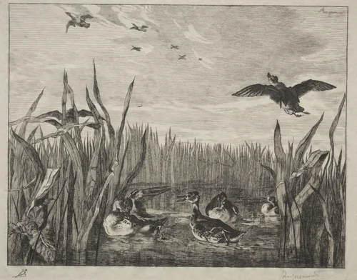 Teal by Félix Bracquemond, print, 1853