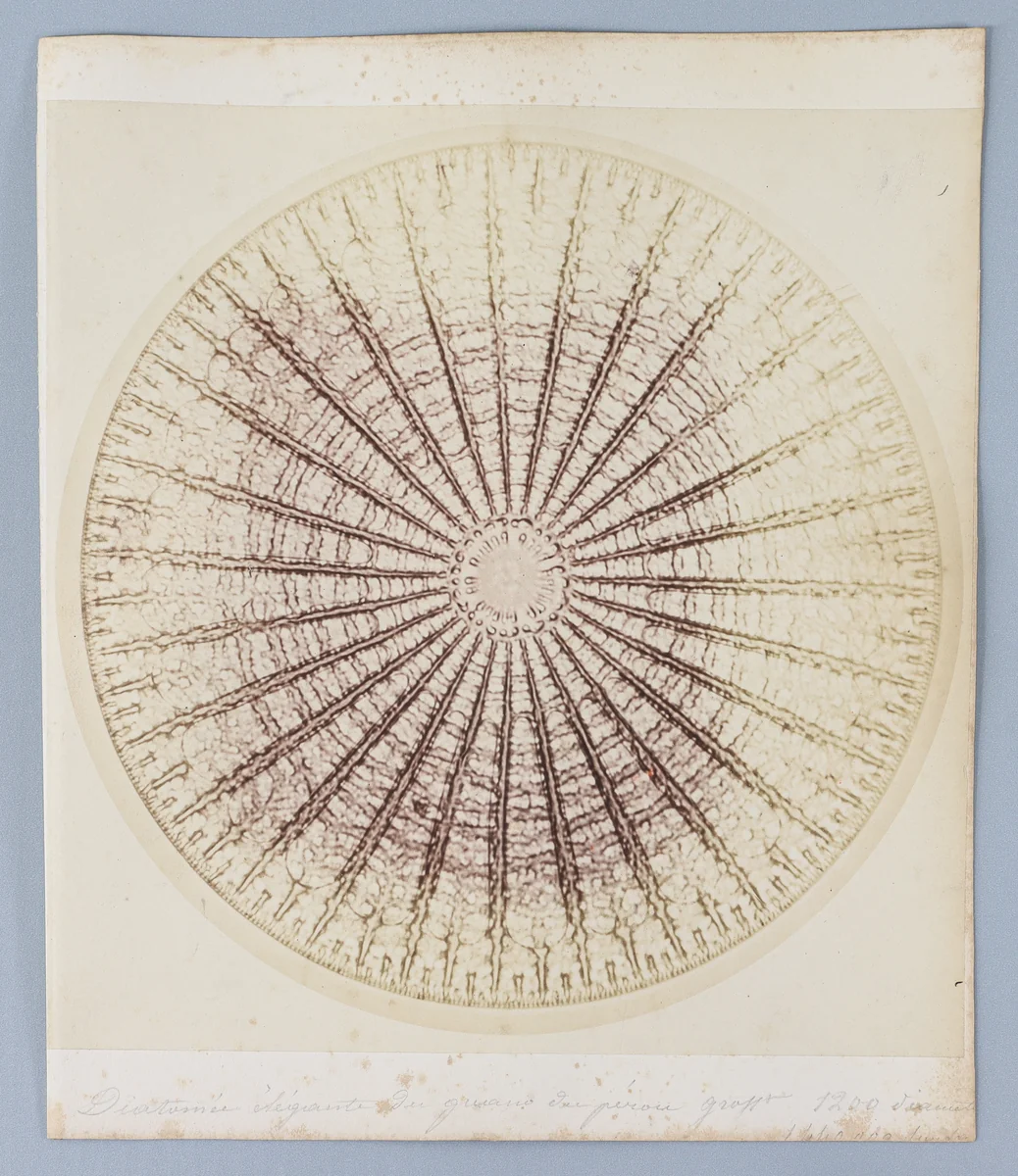 [Untitled] by Auguste-Adolphe Bertsch, photograph, 1853-1857