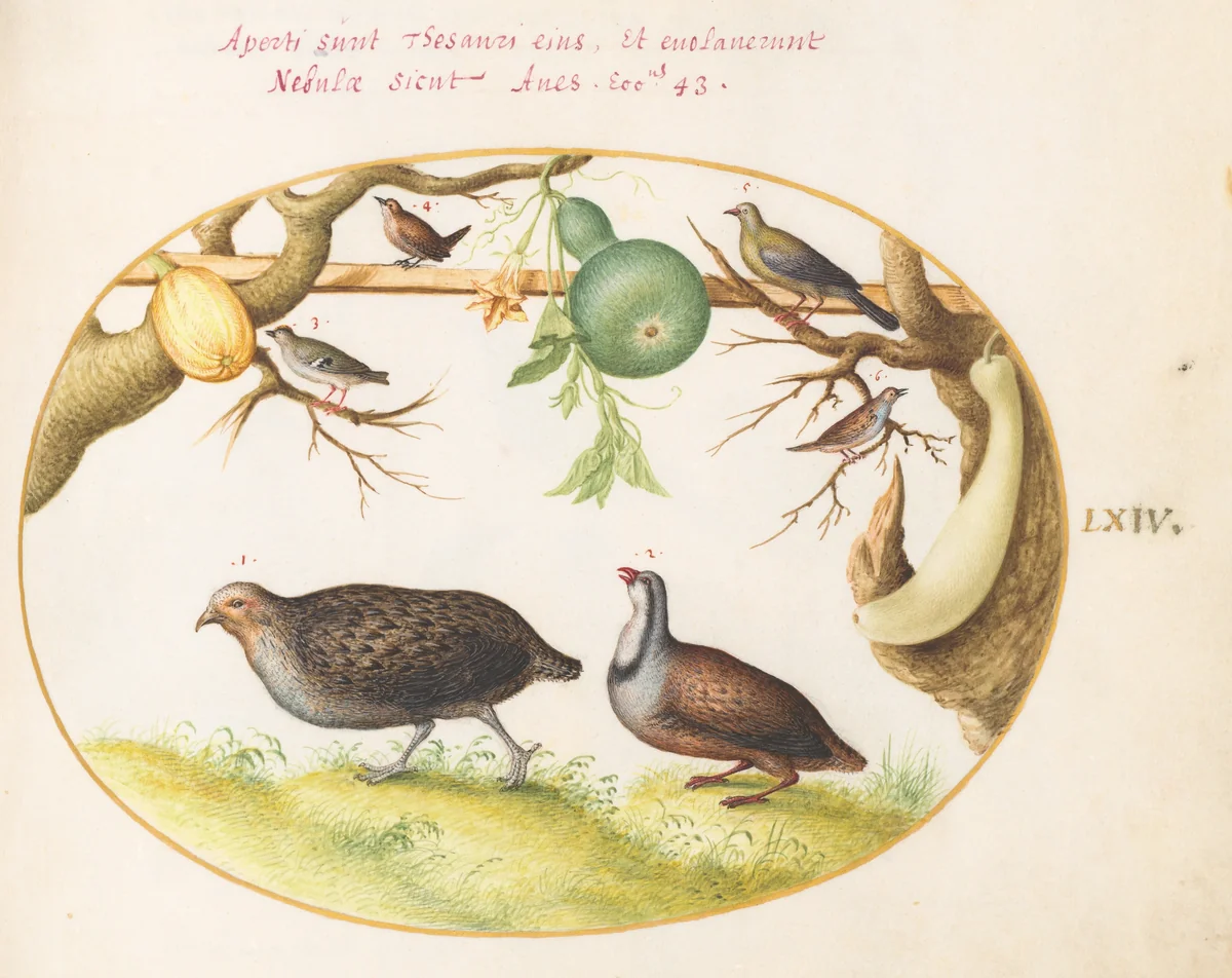 Plate 64: Two Partridges, a Wren, and Other Birds by Joris Hoefnagel, drawing, 1570-1599