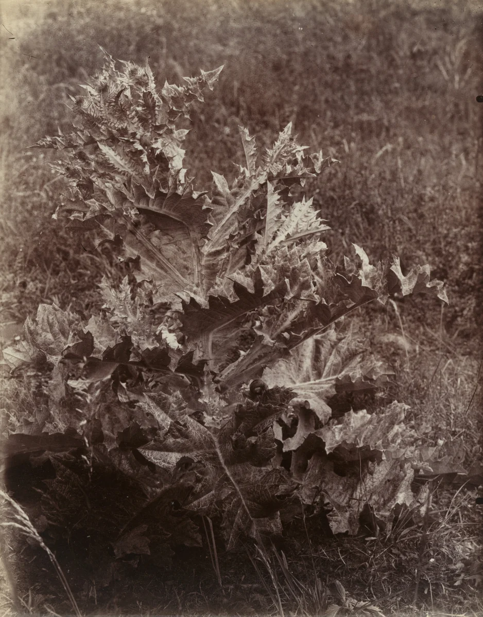 Chardons by Eugène Atget, photograph, 1900