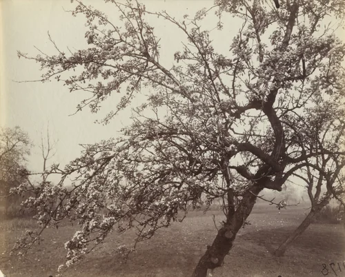 Poirier en fleurs by Eugène Atget, photograph, 1922