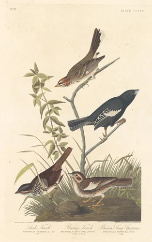 Lark Finch, Prairie Finch and Brown Song Sparrow by Robert Havell, Jr.; John James Audubon, print, 1837