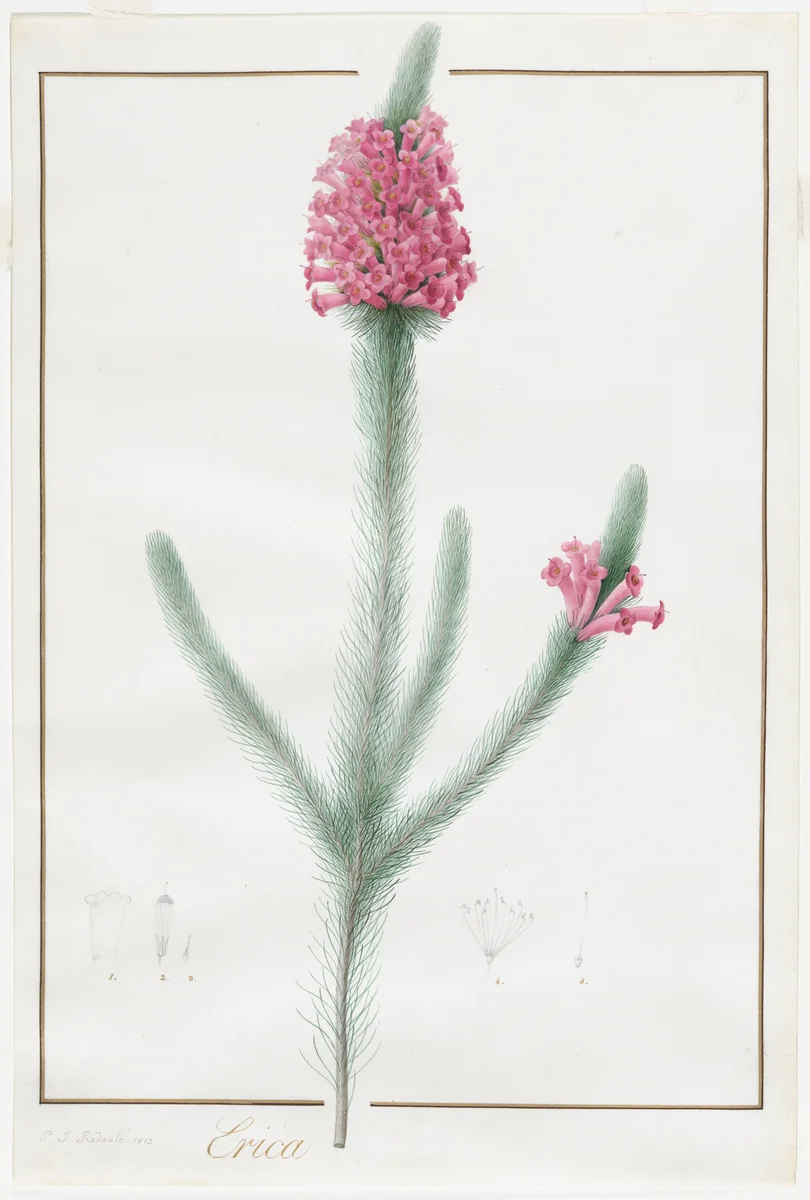 Erica Fulgida by Pierre-Joseph Redouté, drawing, 1813