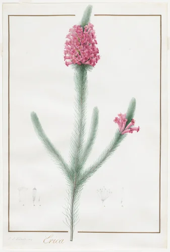 Erica Fulgida by Pierre-Joseph Redouté, drawing, 1813