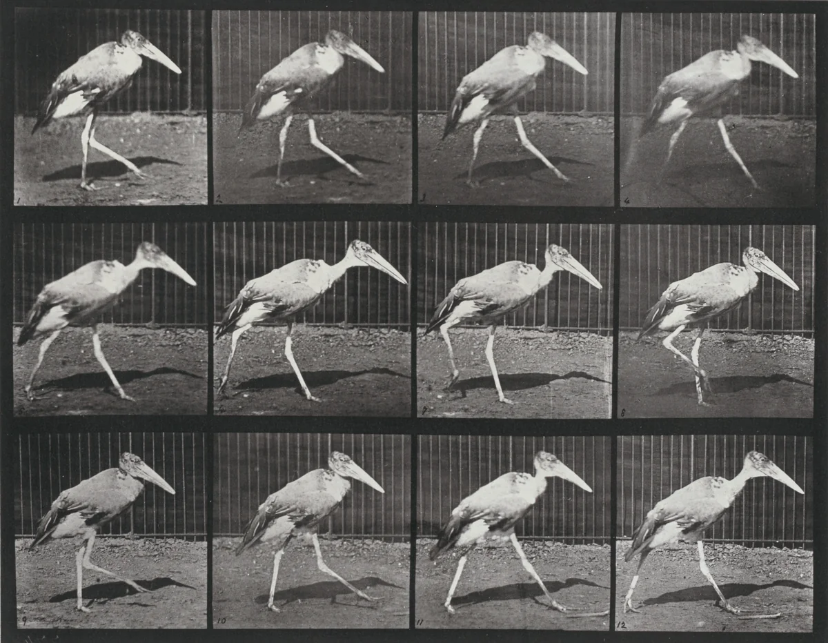 Plate Number 774. Adjutant walking by Eadweard Muybridge, photograph, 1887