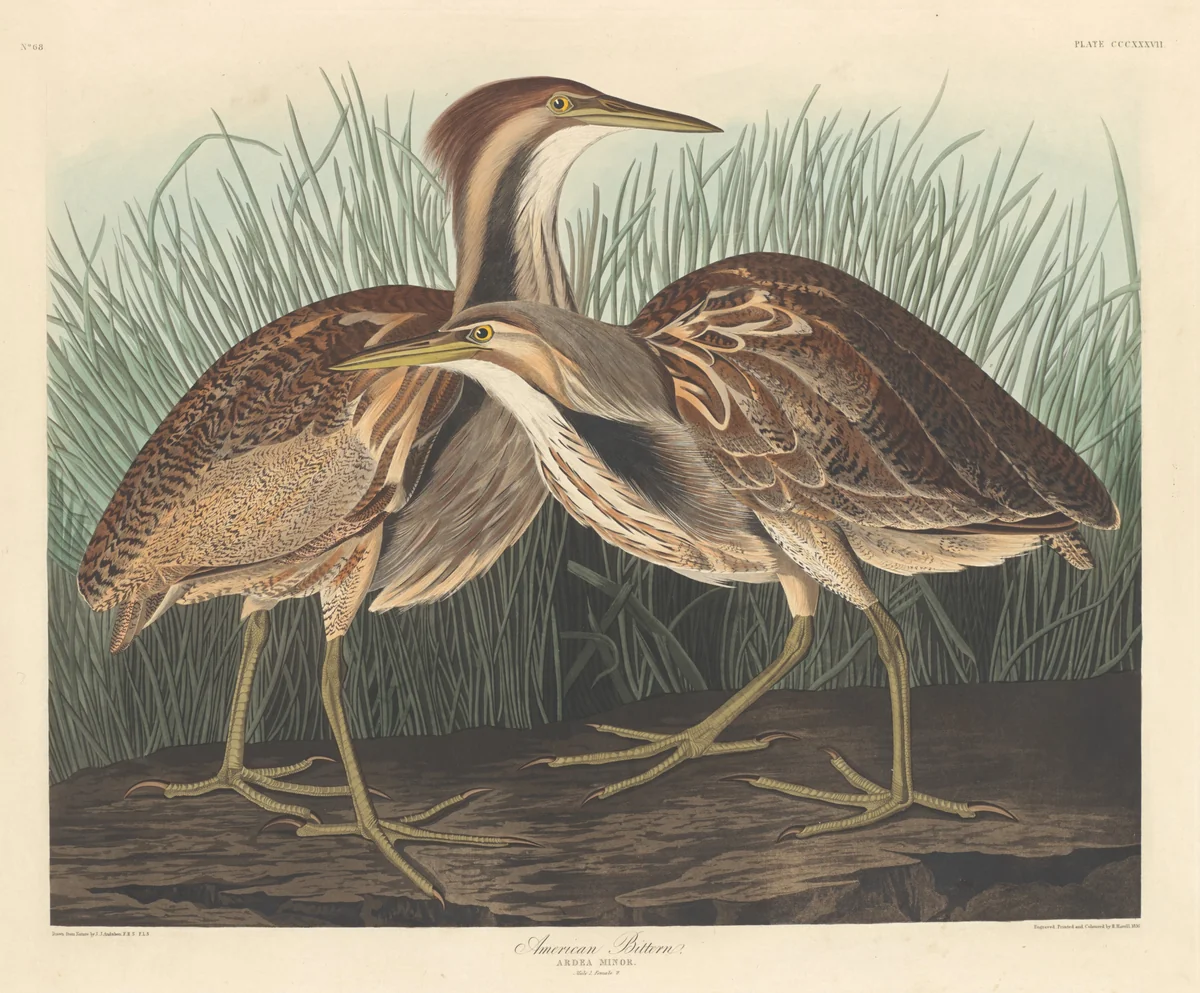 American Bittern by Robert Havell, Jr.; John James Audubon, print, 1836