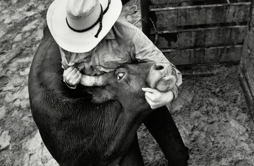 The Rodeo, no. 1 by Nancy Andrews, photograph, 1993