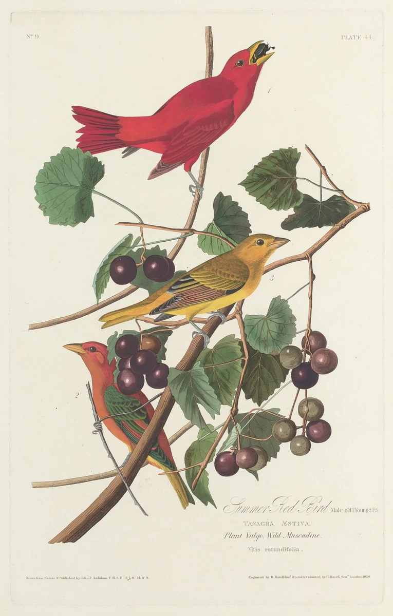 Summer Red Bird by Robert Havell, Jr.; John James Audubon, print, 1828