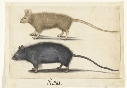 Mouse and Rat by anonymous, drawing, 1560