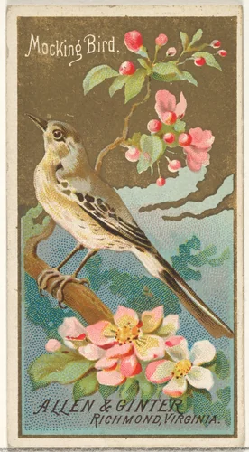 Mockingbird, from the Birds of America series (N4) for Allen & Ginter Cigarettes Brands by Allen & Ginter, print, 1888