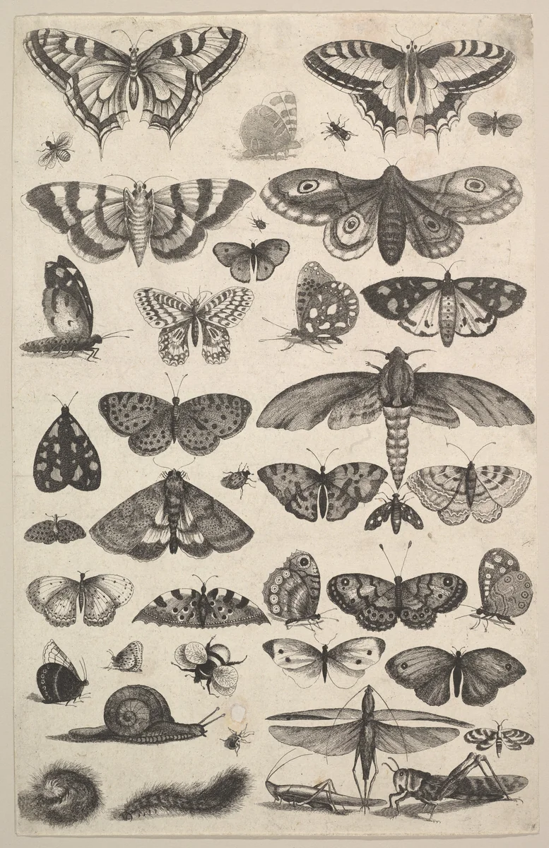 Forty-one Insects, including moths and butterflies by Wenceslaus Hollar, print, 1625-1677