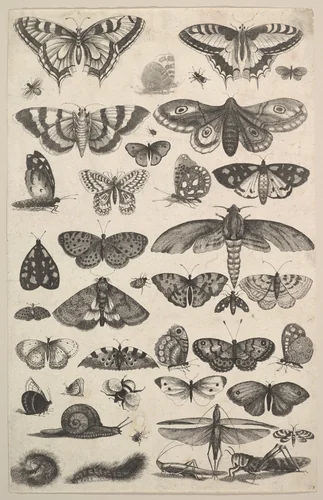 Forty-one Insects, including moths and butterflies by Wenceslaus Hollar, print, 1625-1677