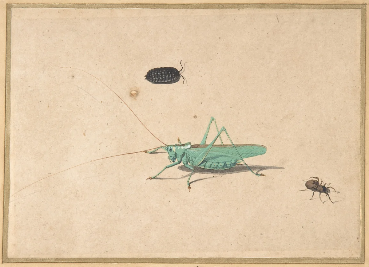 A Great Green Bush Cricket (Tettigorica viridissima Linneaeus), A Clioniona Spider, and a Beetle by anonymous, drawing, 1600-1700