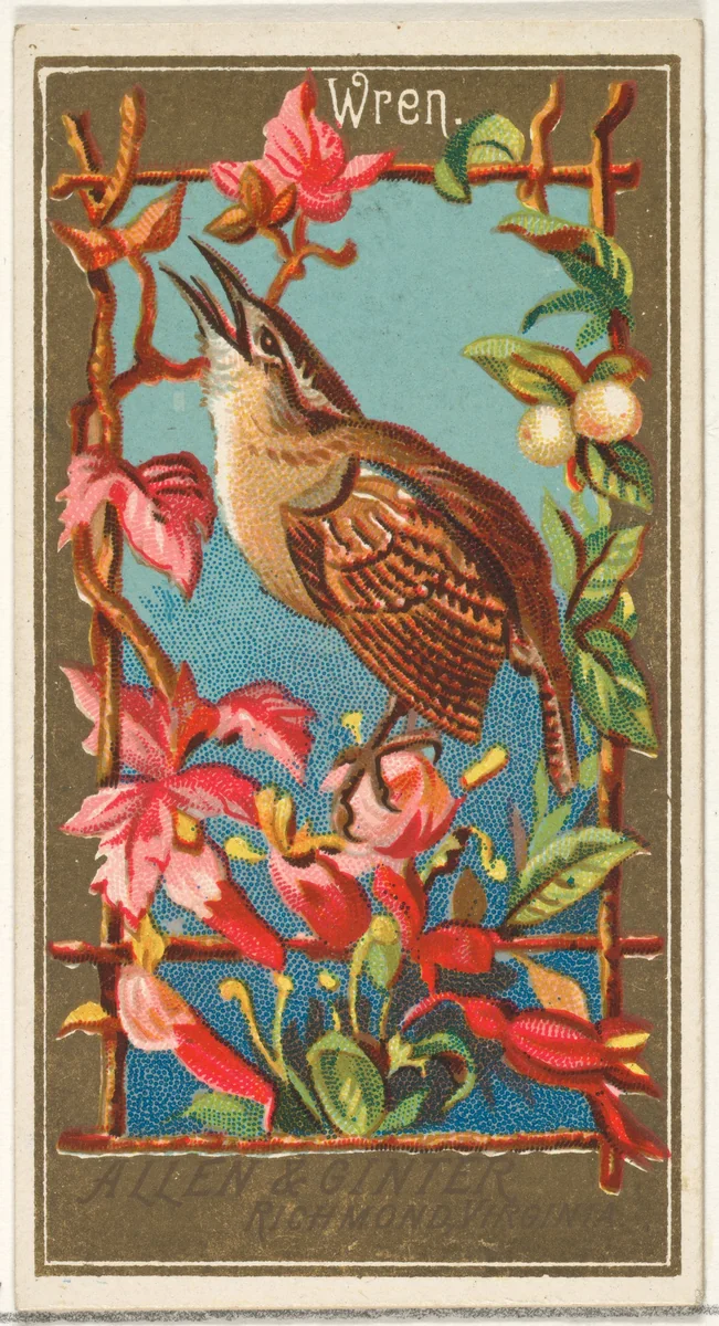 Wren, from the Birds of America series (N4) for Allen & Ginter Cigarettes Brands by Allen & Ginter, print, 1888