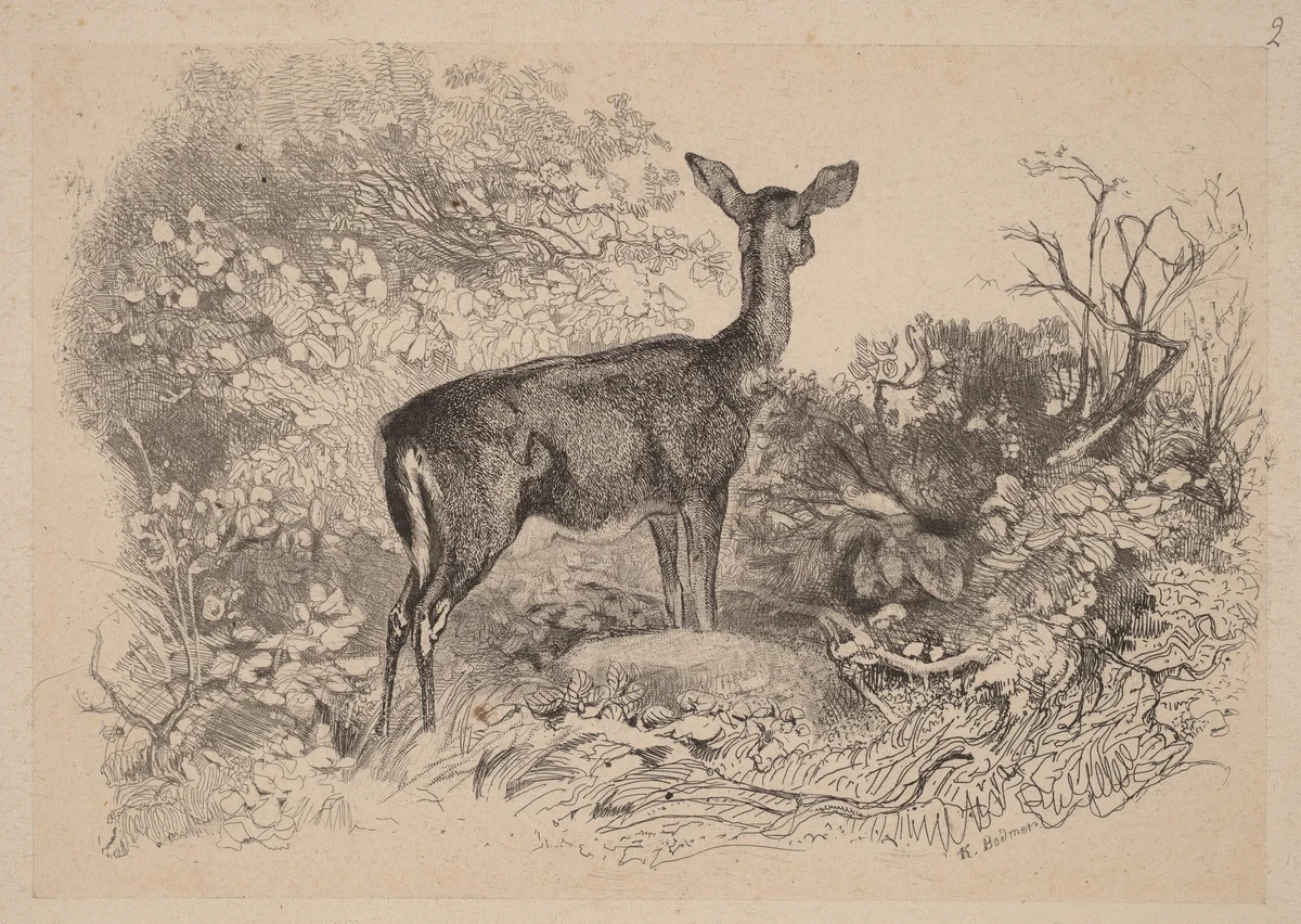 Une biche by Karl Bodmer, print, 1809-1893