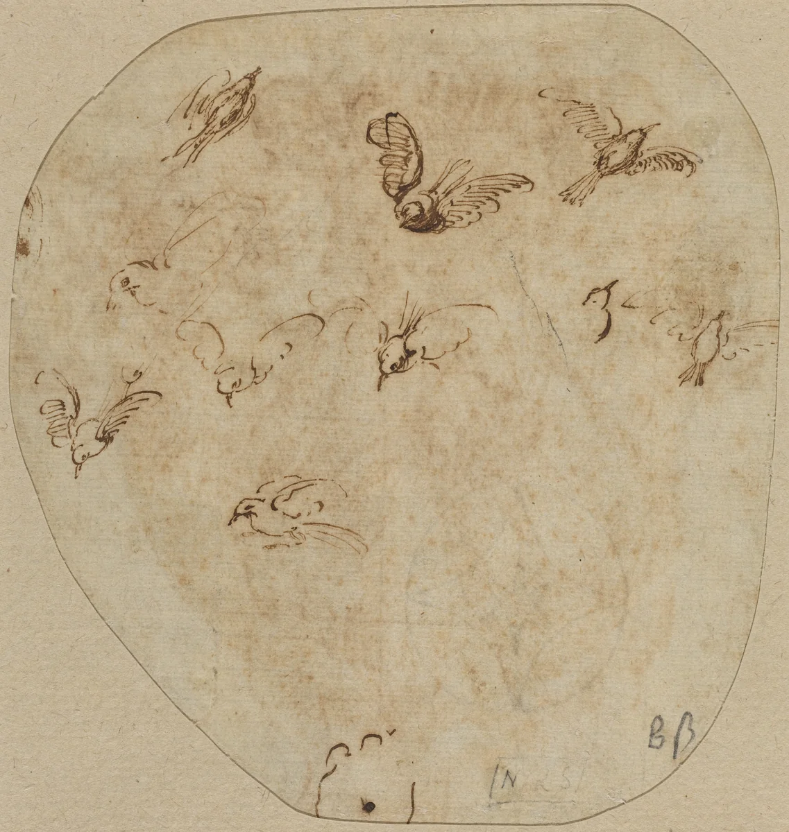 Birds in Flight [verso] by Girolamo Mazzola Bedoli, drawing, 1500-1569